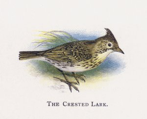 The Crested Lark